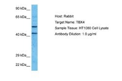 TBX4 Rabbit anti-Human, Polyclonal, Novus Biologicals 0.1 mL | Buy Online | Novus Biologicals | Fisher Scientific